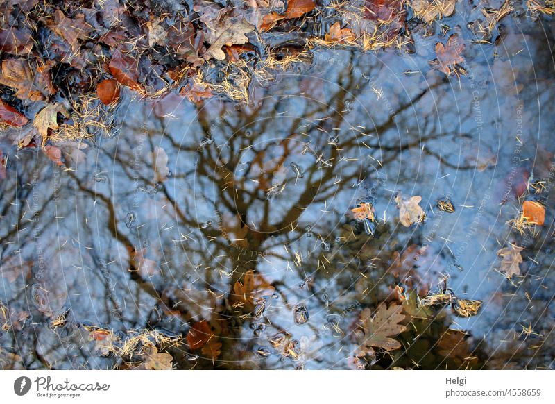 surreal | bare tree in front of blue sky reflected in a puddle of autumn leaves Puddle reflection Tree foliage Autumn leaves Autumnal colours Sky Sunlight