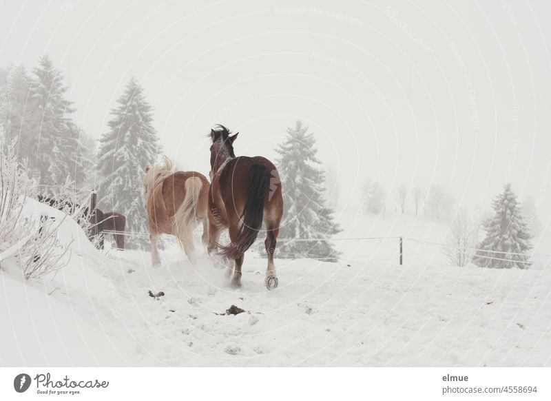 Two horses gallop in the direction of the fir trees in the background across the snow-covered paddock / Winter Horse Winter mood Snow snowy firs conifers
