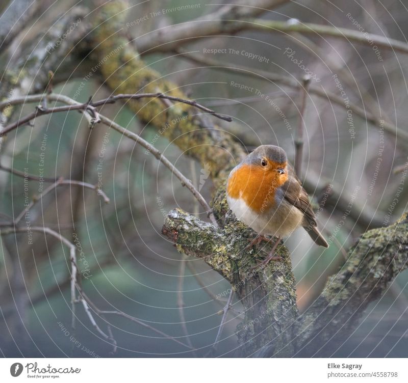 robin Erithacus rubecula -a small songbird of roundish stature Robin redbreast Bird Nature Animal Exterior shot Sit Animal portrait Tree Shallow depth of field