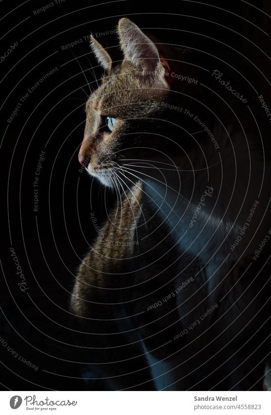 Floki from the killing station Cyprus Cat Lowlight Mystic cryptic cat's eyes hangover Animal protection Whiskers vigilantly cat portrait Tabby cat Sunlight