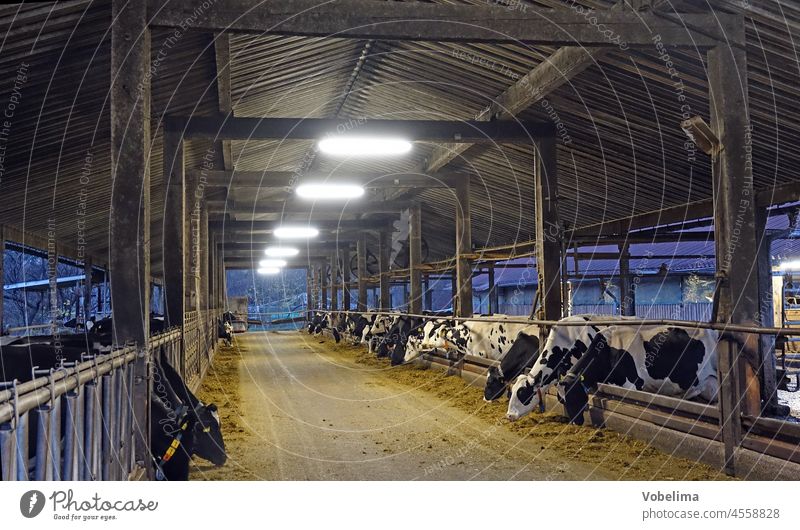 Cowshed Barn Farm farm Agriculture cows Cattle cattle dairy Livestock Animal animals agrarian Evening Light Lighting Milk production