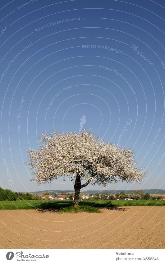 Blossoming apple tree in the front Odenwald Apple tree Tree Spring spring andschaft Field acre Apple Blossom Nature Landscape gross-umstadt habitzheim semd