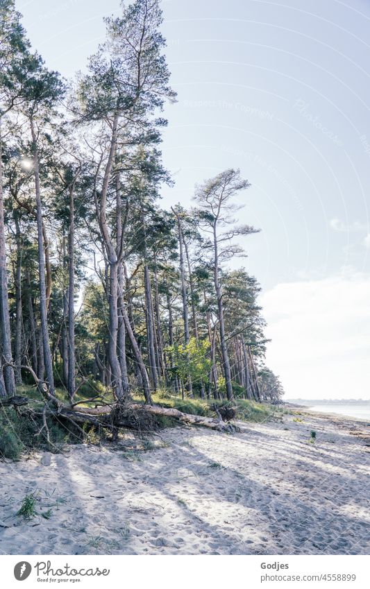 Trees on the beach in good weather Nature trees Beach Baltic Sea Sky coast Ocean Landscape Vacation & Travel Relaxation Idyll Sand Mecklenburg-Western Pomerania