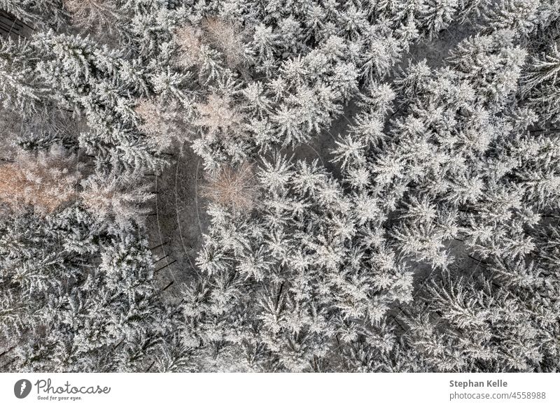Winter coniferous trees from bird's eye view, authentic winter background. Tree from top to bottom from on high Drone White Forest naturally Really Authentic