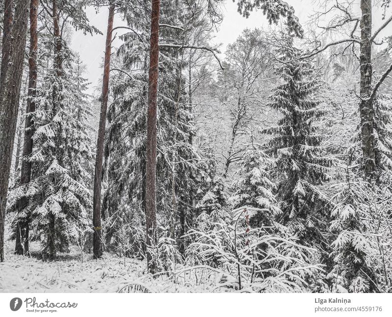 Snow covered trees Winter Snow layer Cold White Snowscape Weather Nature Winter's day Winter mood winter landscape Forest Tree Winter forest Environment