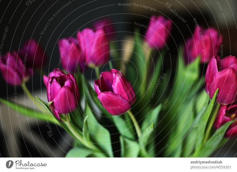 beautiful Purple Tulip flowers on the table in the kitchen. Greeting card. selective focus bouquet tulip purple black spring petal 8march bloom background
