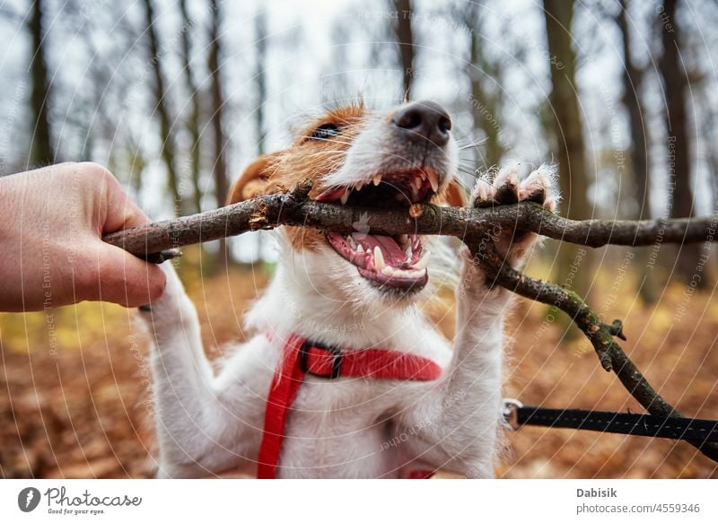 Dog play with a branch in autumn forest dog walk gnaw bite park teeth stick nature outdoor pet season outdoors animal breed canine cheerful domestic looking