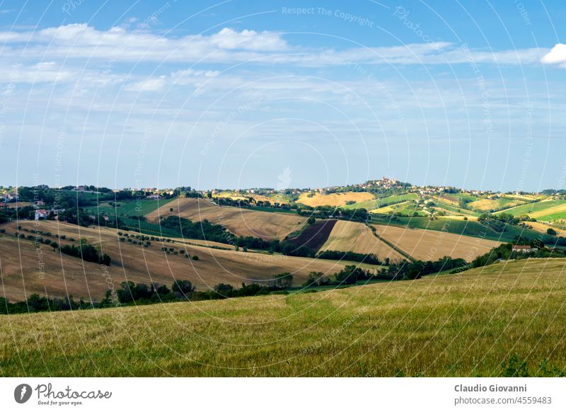 Rural landscape near Ostra Vetere and Cingoli, Marche, Italy Ancona Europe color country day field green hill nature outdoor photography plant rural scenic