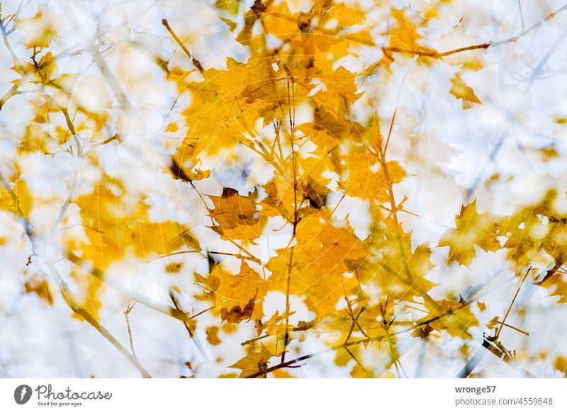 Autumn magic yellow leaves on deciduous trees autumn magic Yellow Autumnal foliage Autumn leaves Autumnal colours autumn mood Nature Seasons autumn colours