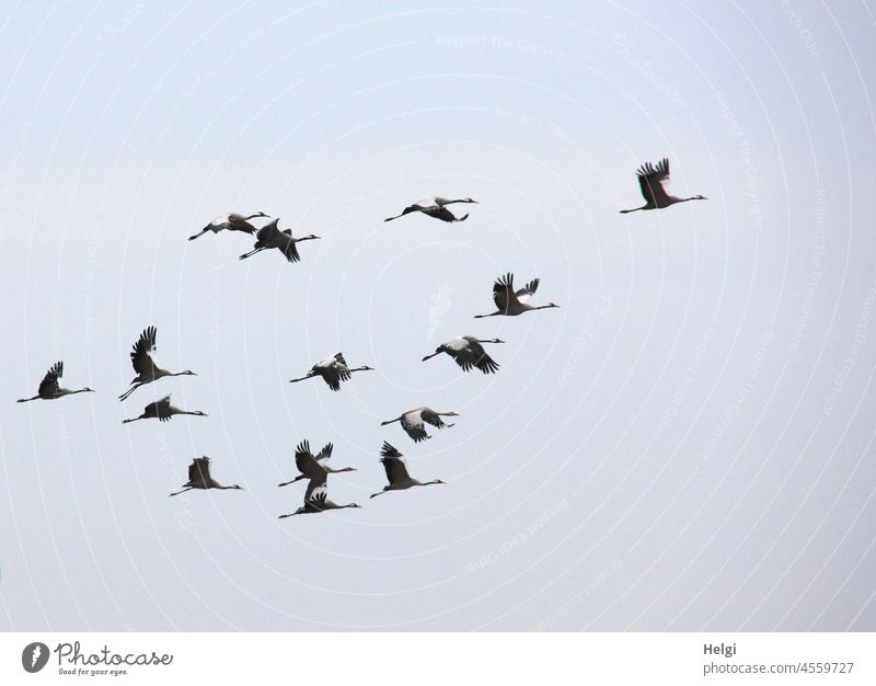 off to the south - a flock of cranes flies south in front of a blue-grey sky Cranes Bird Migratory bird bird migration Autumn Many Sky Clouds Freedom