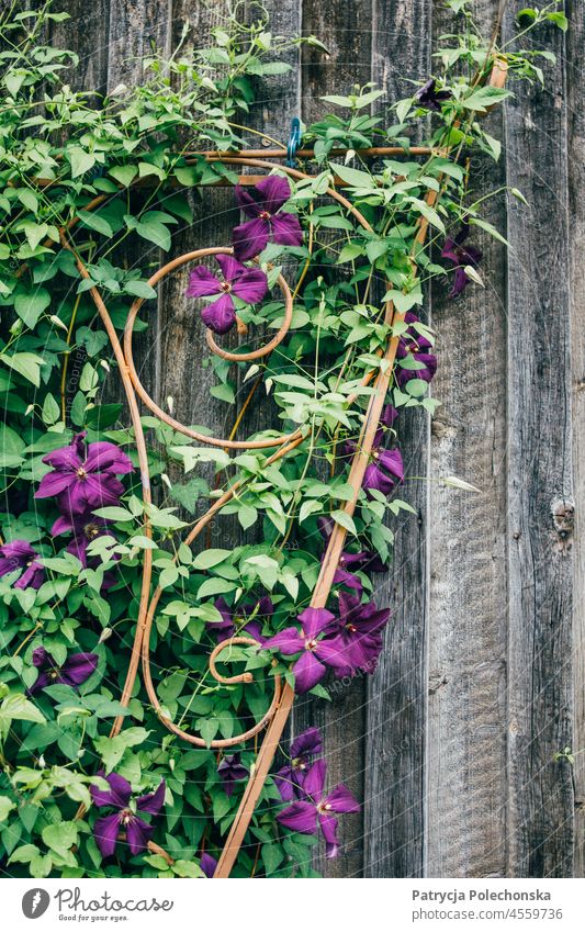 Purple flowers growing against a wooden wall Floral Wood