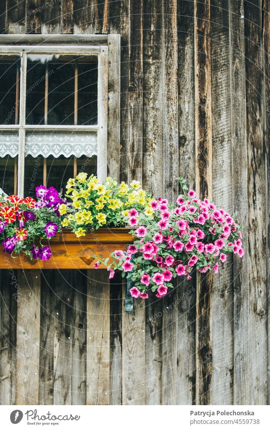 Flowers growing on windowsill on wooden house flowers Window Windowsill Wood House (Residential Structure) cabin Summer idyllic