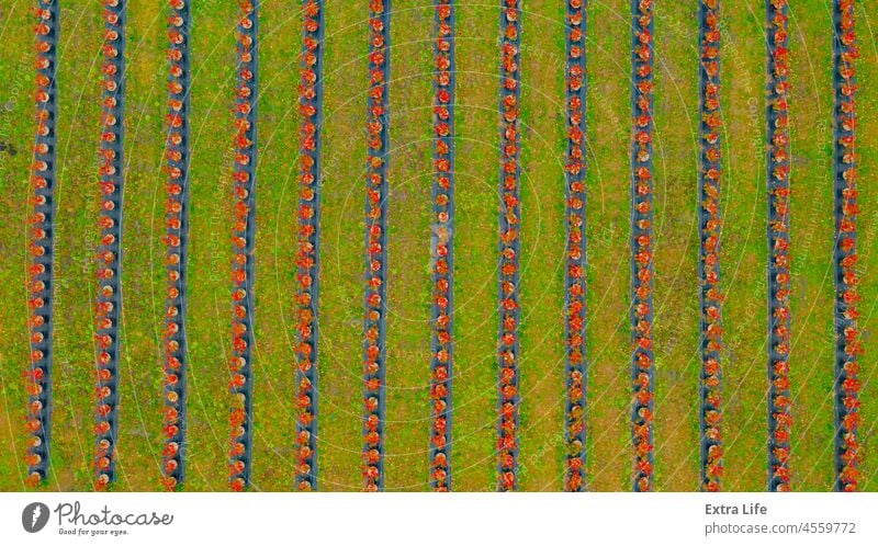 Aerial view over farm, blueberry plantation Above Agricultural Agriculture Arable Autumn Blueberry Bush Country Countryside Cultivated Cultivation Divided