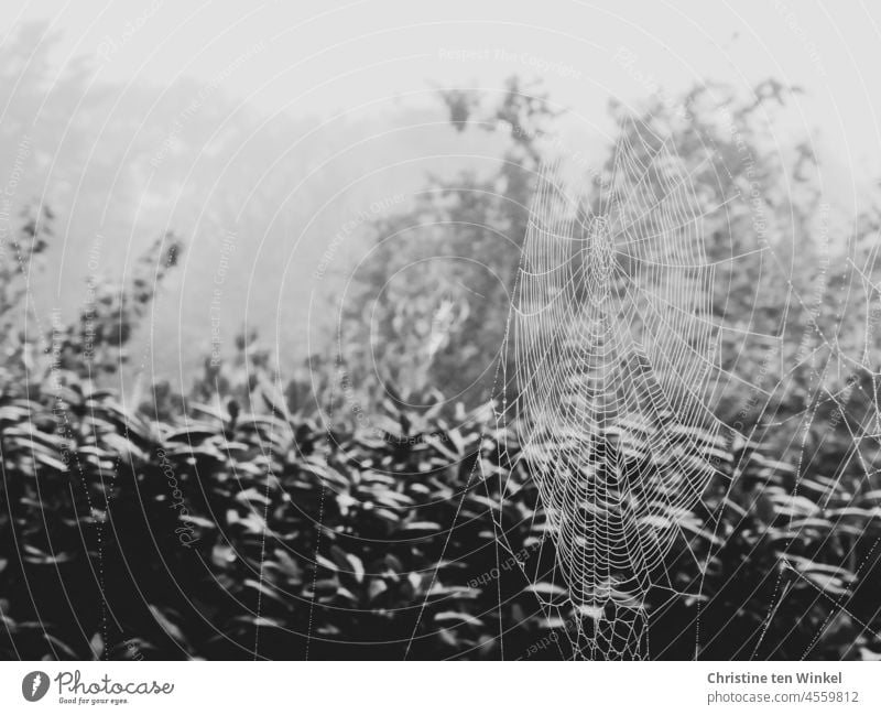 A large spider web with dew drops on a foggy morning. In the background rhododendron, shrubs and trees can be seen Spider's web Autumn Dew Fog Wet