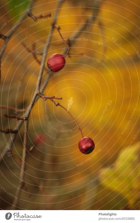 Last berries in autumn hue Berries berry Branch Autumn blurred hazy background Yellow Red Green Brown Nature Plant Leaf Fruit naturally Close-up Mature Colour