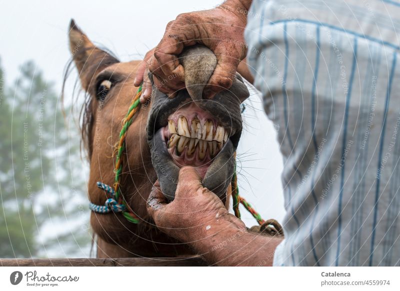 A not squeamish look at the teeth of a wild wild horse Horse Muzzle Teeth horse mouth Wild anxiously reluctant Shoulder arm hands masculine Force vigorous