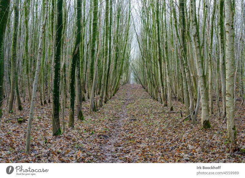 Forest aisle Path through the forest wooded path Forestry rail forest path Forest road Relaxation To go for a walk Woodground free time Hiking Timber Management