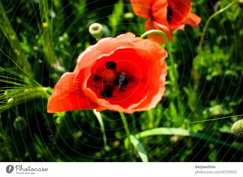 My favorite flower is the poppy - tags flower. Quite seductive and enchanting in soft red, surrounded by green grasses. Poppy blossom Flower Plant Red Summer