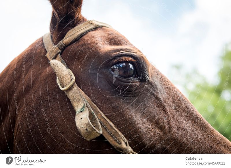 Beauty in the eye of the beholder | Brown horse eye fauna Animal Farm animal Horse Eyes Bridle Looking Tree Sky Day daylight Blue Green Head look anxiously Fox