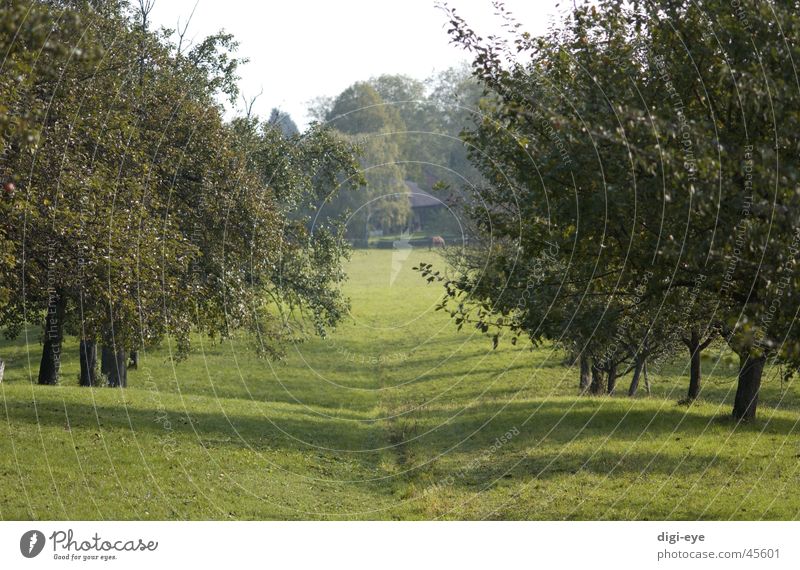 orchard alley Meadow Tree Fruittree meadow Grass Avenue Moody Lanes & trails Far-off places