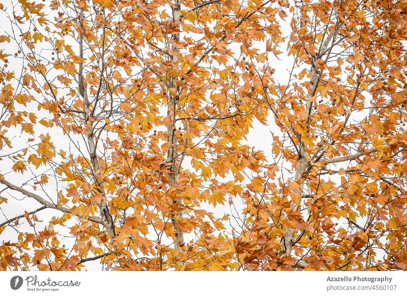 Beautiful tree in Autumn. Autumn leaves backgrund. colors pattern gold scene garden november green bokeh outdoors shine wallpaper day autumn maple leaf beauty
