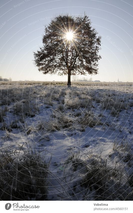 Tree in winter; backlight Oak tree Back-light Winter Sun Winter sun Cold chill Field Meadow Mature Hoar frost Snow sunbeam Sunbeam roedermark ober-roden Nature