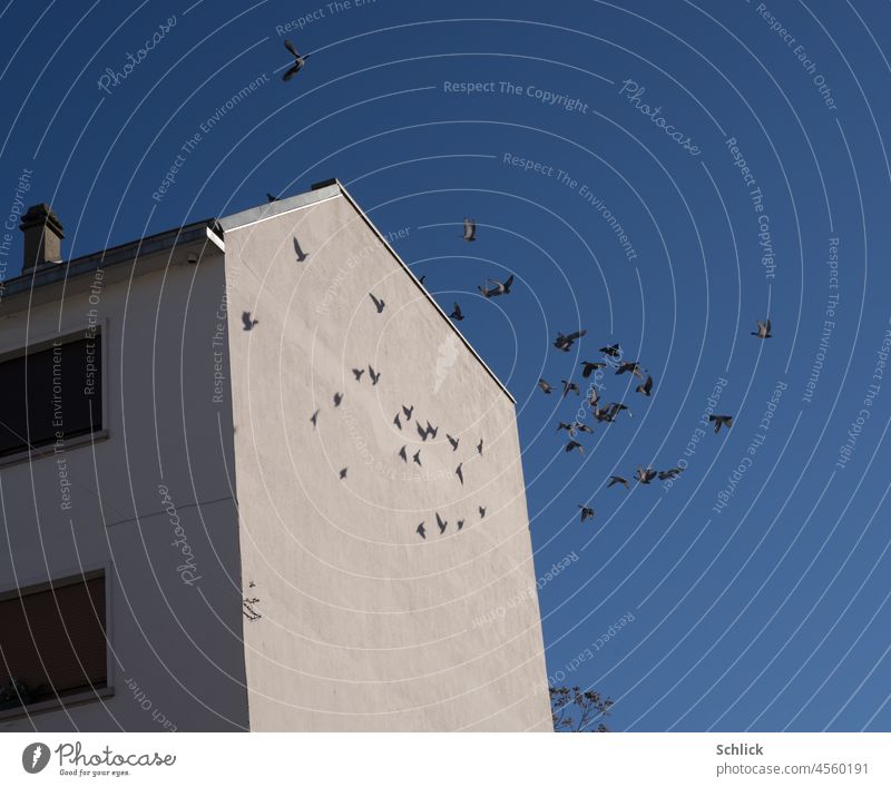freedom pigeons Wall (building) pediment Shadow Many Sky Blue flight Building House (Residential Structure) Facade Deserted Exterior shot Day Roof Colour photo