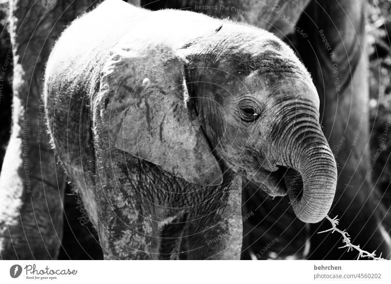 be small Cute Sunlight Close-up Exterior shot Animal portrait Deserted Impressive Trunk Dangerous South Africa Animal family Herd Baby animal Exceptional