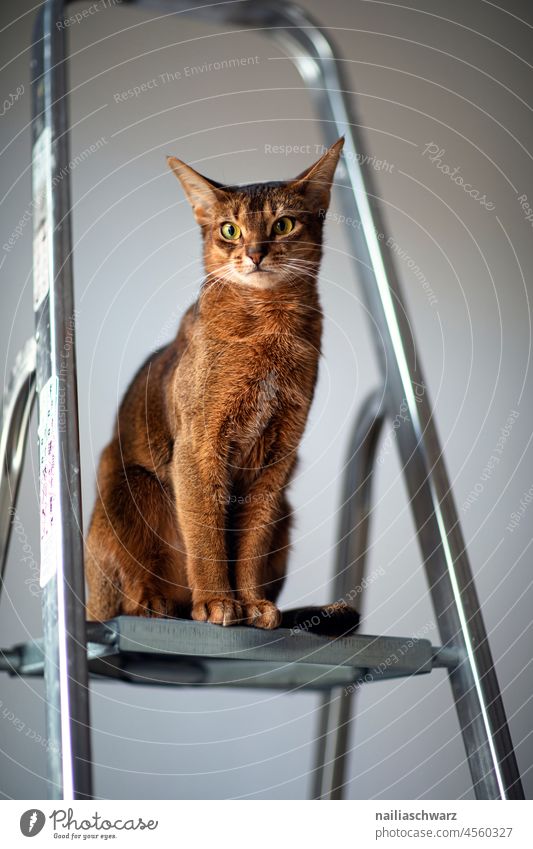 Angry Cat Construction site Ladder Abyssinian Abyssinian cats Red Red-haired Evil dissatisfied Arrogance arrogant look Unfriendly Redecorate Renovation work