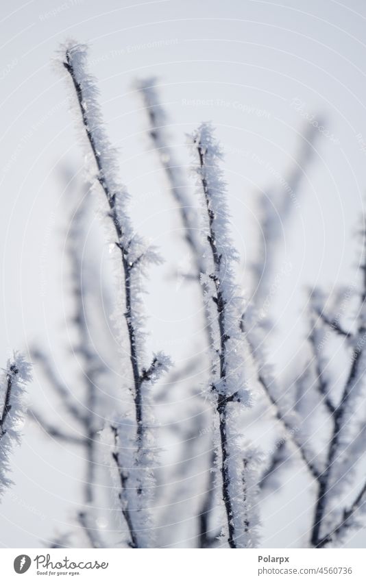 Frost on cold twigs in the wiintertime garden organics abstract frozen ice melting seasonal overcast meteorology temperature frostbite snow-covered nobody
