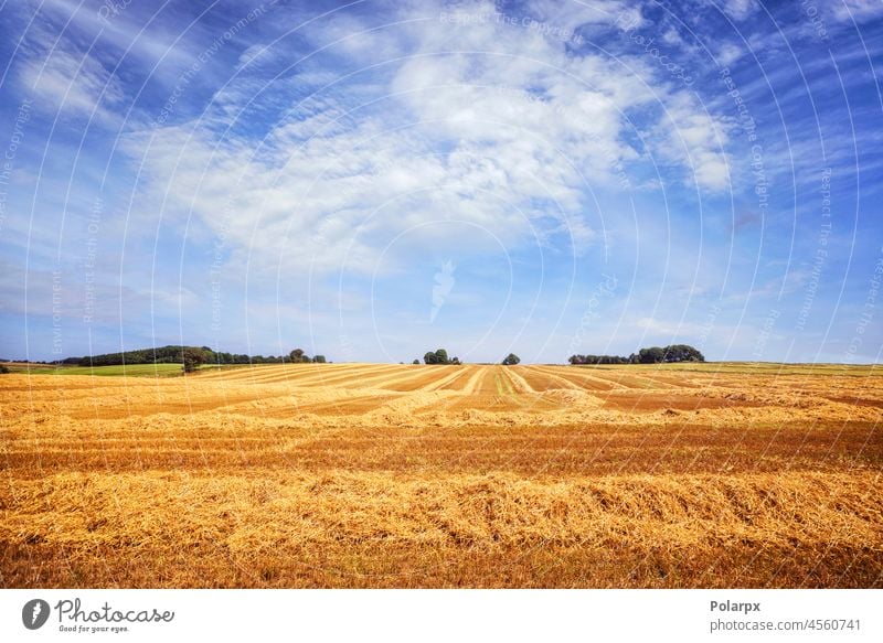 Golden field under a blue sky in the summer grow cultivated bread barley outdoors agricultural harvesting background sunrise horizon sunlight sunset scenic rye