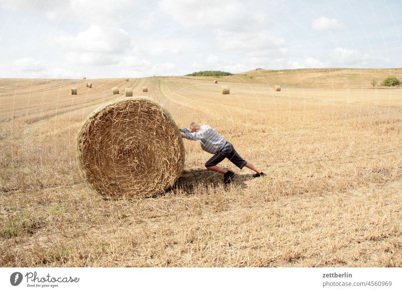 straw bale Bale of straw Straw Field Harvest Agriculture Sky Summer Landscape Nature Exterior shot Grain Beautiful weather Environment Agricultural crop Day