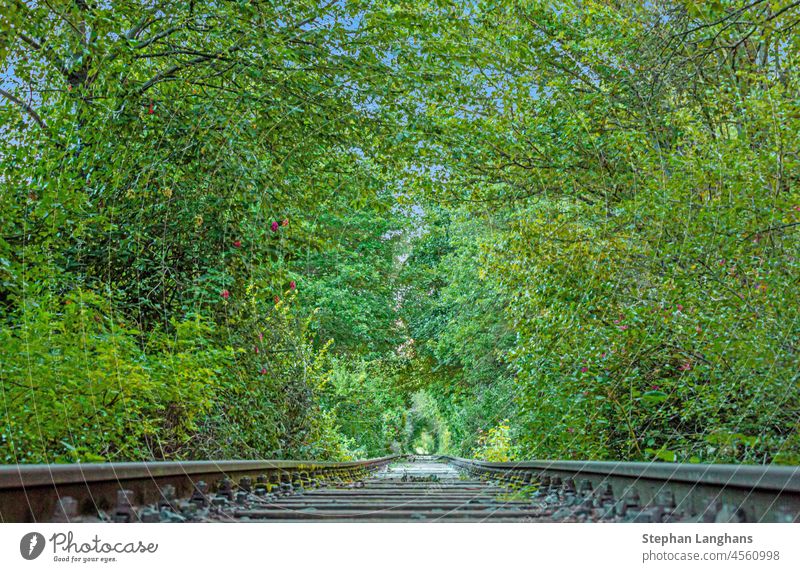 Image along a disused railroad line through a densely overgrown forest during the day transportation track railway empty travel transit light distance dark
