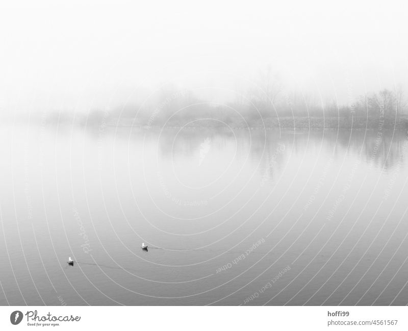 two seagulls swimming in the fog on a quiet morning on the waveless, calm Weser river Fog Weser weir Gull birds tranquillity calm water Calm Lake Lakeside