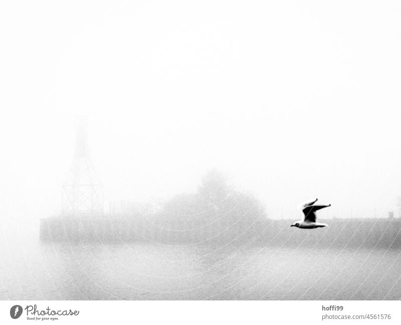 Seagull in front of fog wall in harbour wharf port facility Bird Harbour Fog Gull birds Animal Water Wet Cold Misty atmosphere Wall of fog minimalism
