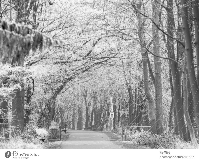 a path in the park in winter atmosphere Winter mood Park Seasons Tree Cold Loneliness Snowflake Snowfall Freeze Ice Frost Lanes & trails Gray White Frozen
