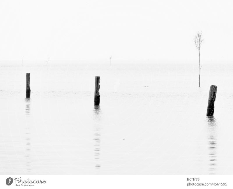 Wooden piles and beads of a fairway by the sea sluices prickle North Sea Ocean coast minimalism Harbour entrance National Park Deserted Mud flats stake