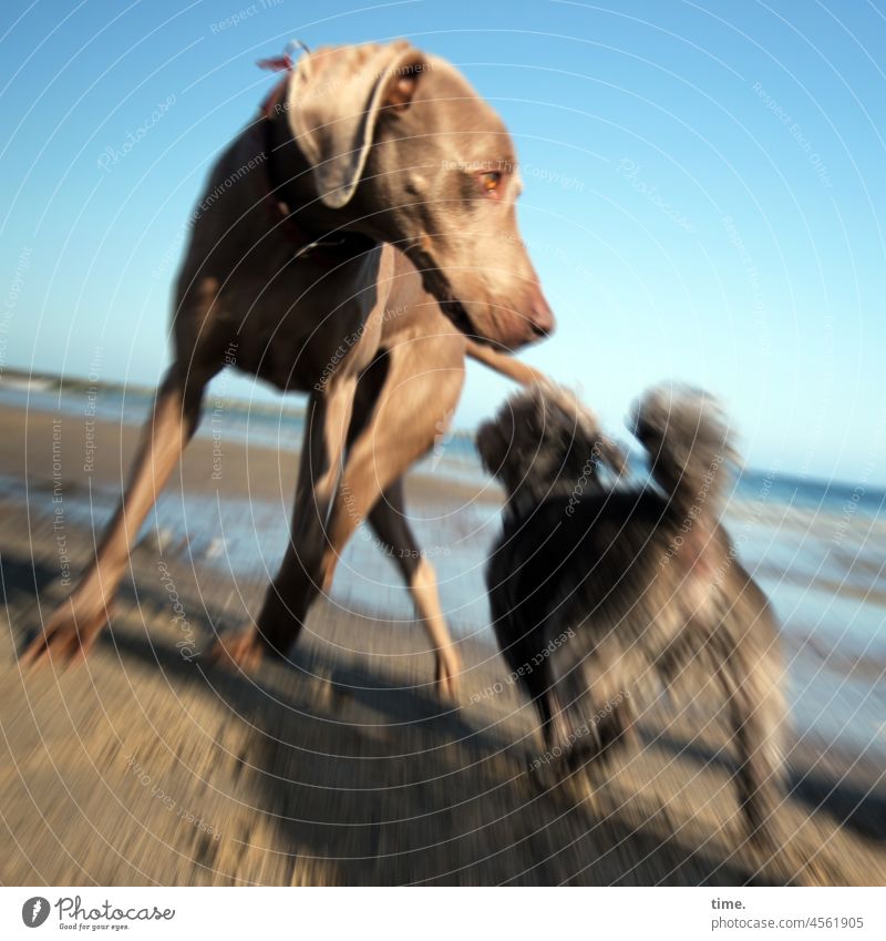 The scent of others - Two adrenalized dogs romp on a sunny Baltic beach with a sloping horizon Dog Curiosity Baltic Sea Movement Beach trigger Romp snuffle