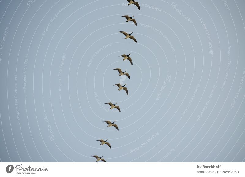 Formation flight of barnacle geese in the sky Grand piano naturally Movement Clouds Migratory bird Exterior shot symmetric Triangle Nature Flying Wild animal