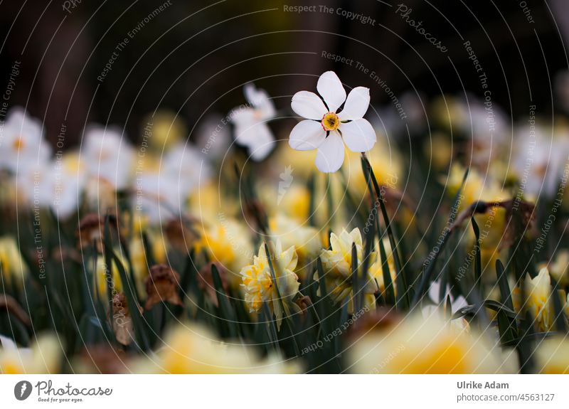 Waiting for spring | daffodils (Narcissus) in the field Shallow depth of field Close-up Exterior shot Spring fever Joie de vivre (Vitality) Happiness White