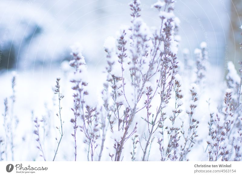 delicate snowy flower stems with snow in background Snow Winter White Cold winter Winter mood Winter's day Snow layer chill snow-covered Flowering plants