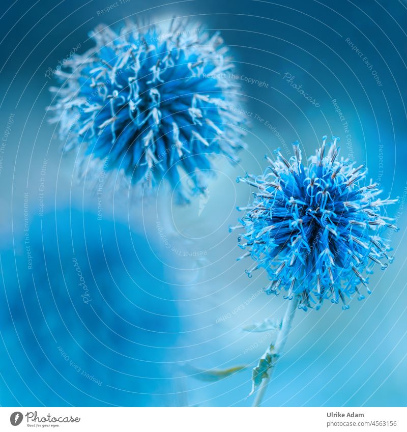 Macro of blue globe thistle with soft background blurriness Light Neutral Background Isolated Image Macro (Extreme close-up) Close-up Detail Blue Hope Thorny