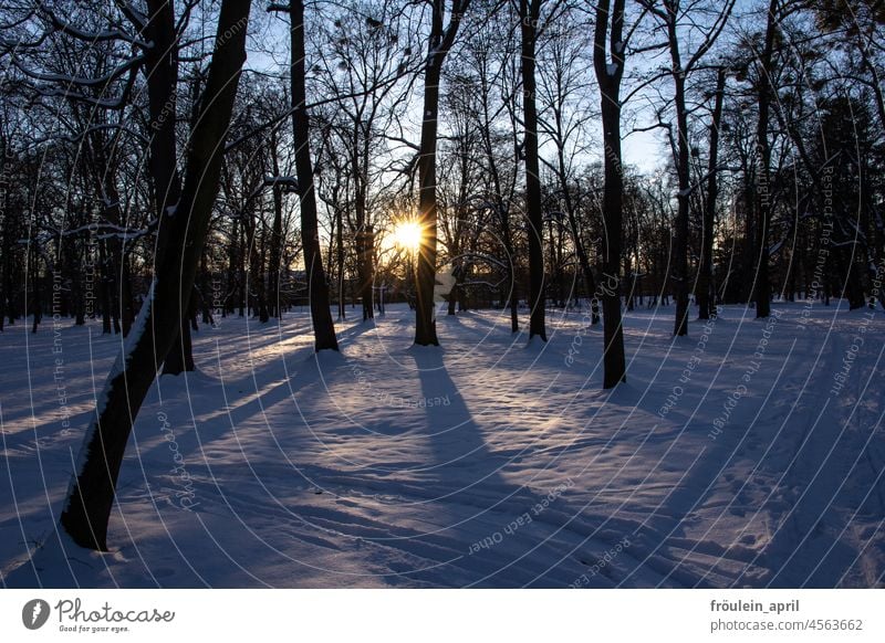 Winter in the park and the last rays of sun Snow Tree Cold Frost Forest Landscape Sun Sunlight Park trees Trees in the snow Light Nature Weather Outdoors