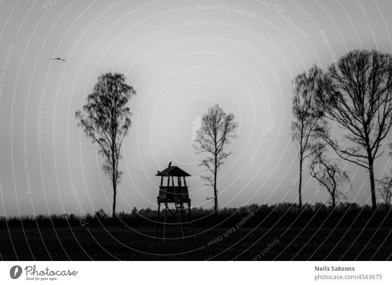 bare leafless deciduous trees in agricultural field. Hunting tower. black and white monochrome. November evening. Crow sitting on tower roof, another crow flying over the trees