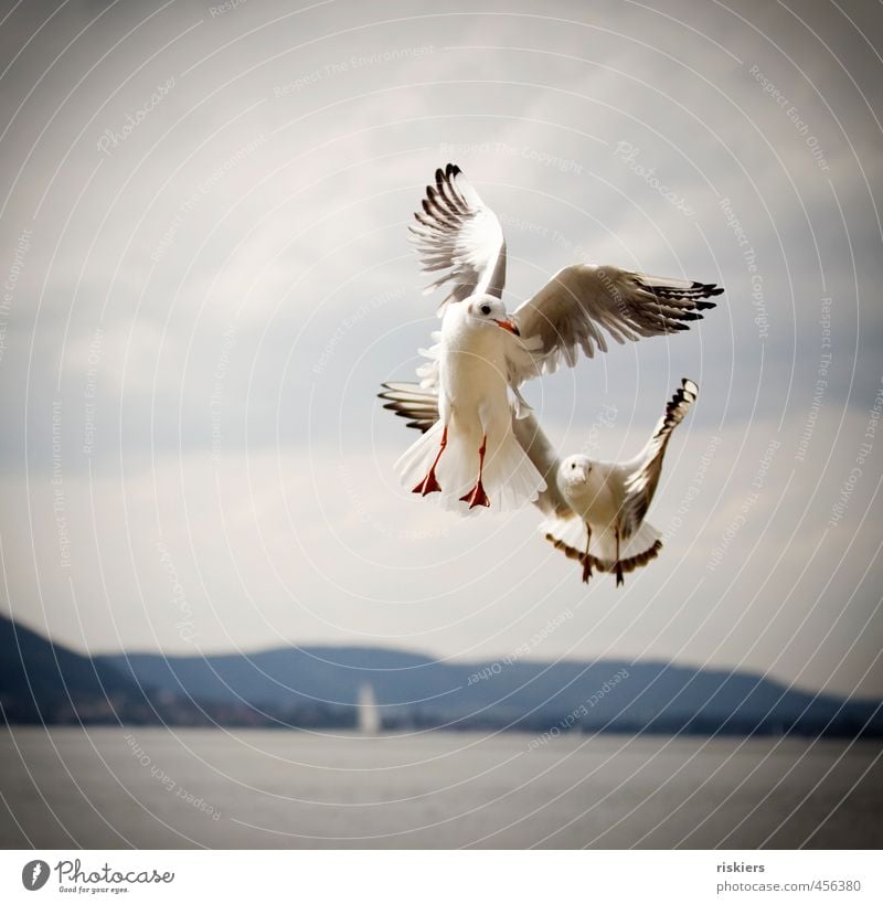 MINE Environment Nature Landscape Clouds Summer Autumn Beautiful weather Lake Animal Wild animal Bird Seagull 2 Observe Flying Looking Blue Red White Power Life