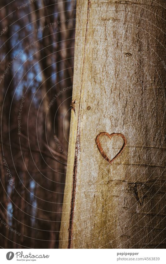 Heart carved into tree Heart-shaped Love Romance Infatuation Emotions Display of affection Declaration of love With love Sincere Together Relationship