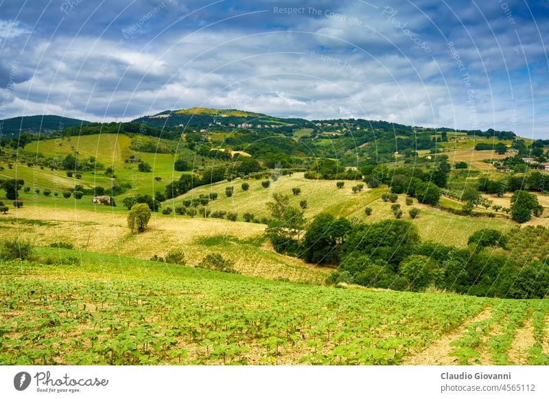 Rural landscape near Cingoli and Appignano, Marche, Italy Ancona Europe color country day field green hill nature outdoor photography plant rural scenic spring
