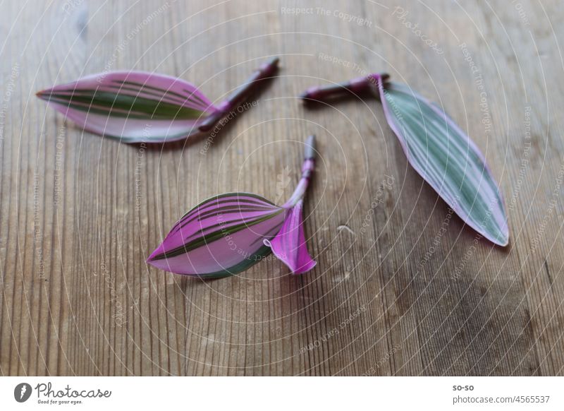 Three cut off cuttings of a plant with pink-green coloured leaves are lying on the board. Copy Space disassociated Striped discarded three three-part Houseplant