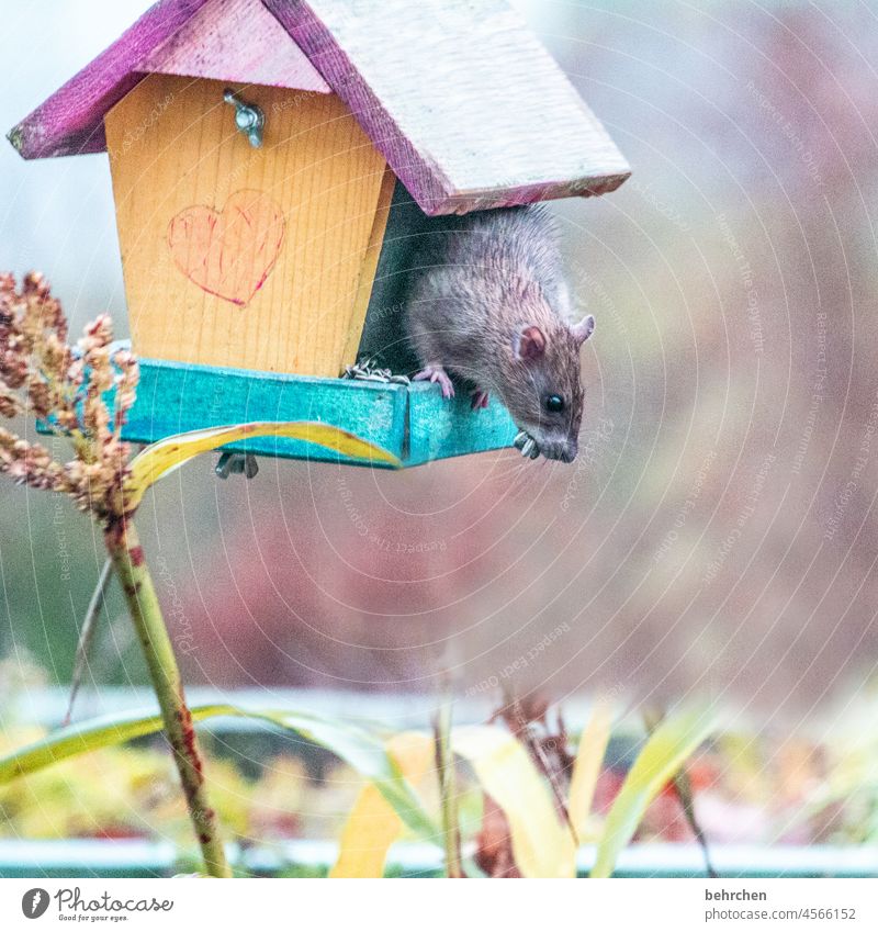 i am so sick of this!!! Climbing ready to jump wittily Feed food thief bird house Animal portrait Animal face Colour photo Love of animals Cute Deserted