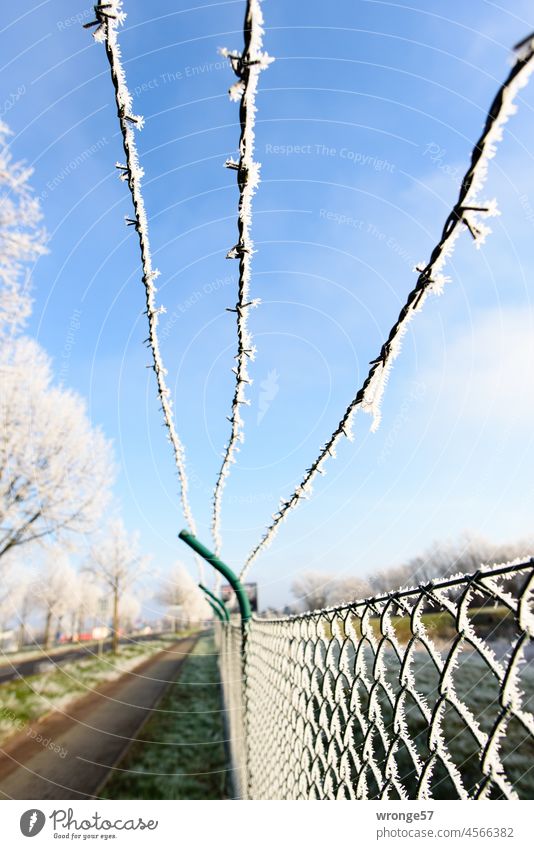 Merry Christmas | Hoarfrost on fence and barbed wire under blue sky Hoar frost Winter winter Fence Wire netting fence Barbed wire Blue sky chill